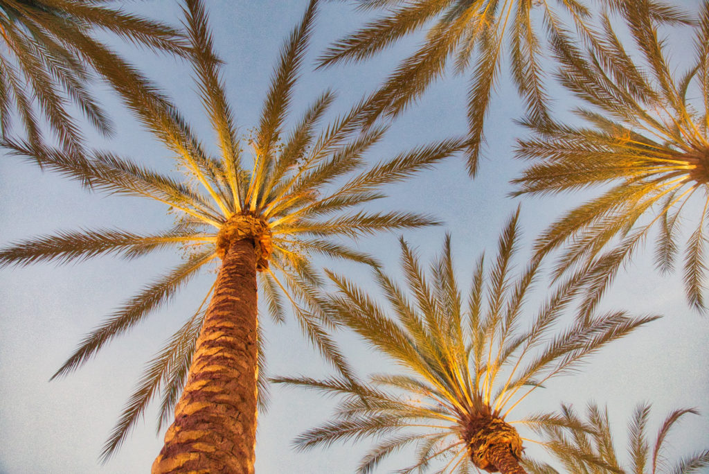 California Palm Trees against a blue sky